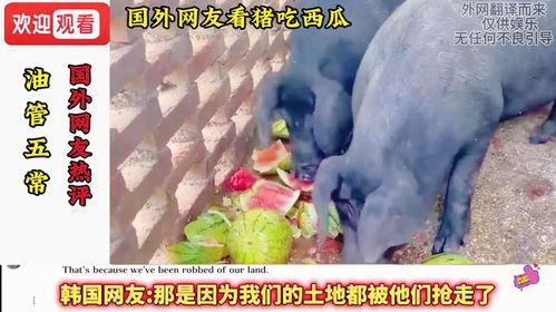 西瓜视频吃瓜猪娱乐,西瓜视频热门搞笑内容盘点 第1张 西瓜视频吃瓜猪娱乐,西瓜视频热门搞笑内容盘点 第1张